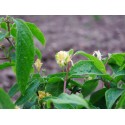 Lonicera chrysantha