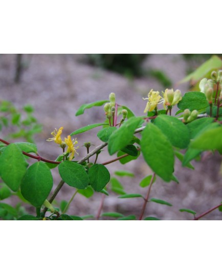 Lonicera demissa