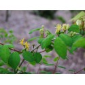 Lonicera demissa