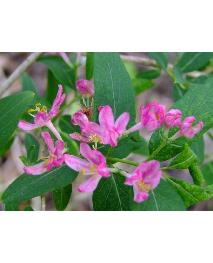 Lonicera bella x 'Fructi aurantiaca' - Chèvrefeuilles