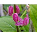 Lonicera bella x 'Fructi aurantiaca' - Chèvrefeuilles