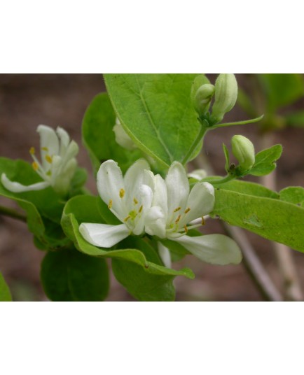 Lonicera insularis