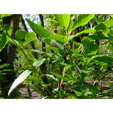 Lonicera maximoviczii var. sachalinensis