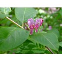 Lonicera maximoviczii var. sachalinensis