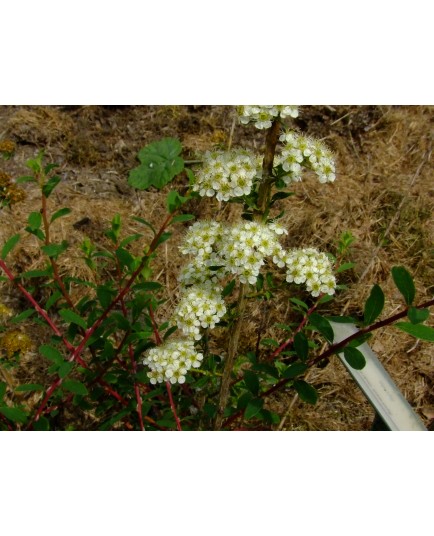 Spiraea martinii