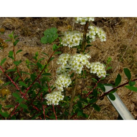 Spiraea martinii