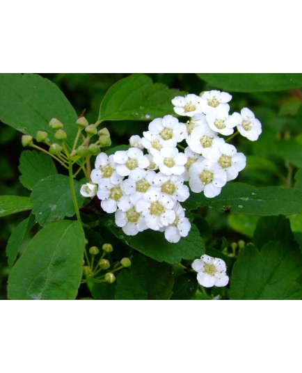 Spiraea media sericea