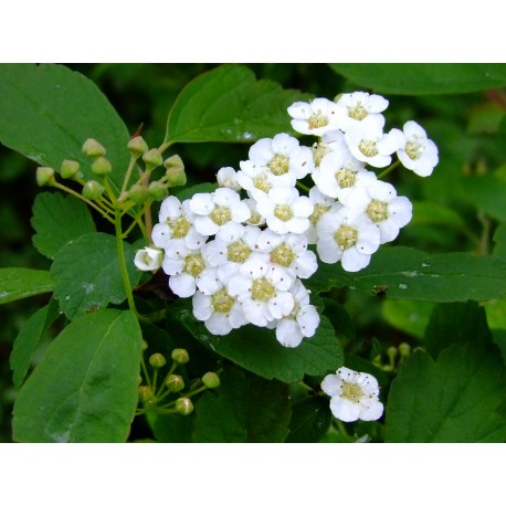 Spiraea media sericea