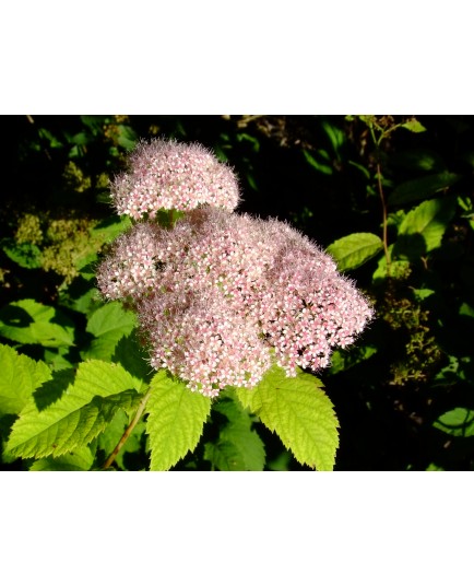 Spiraea microgyna