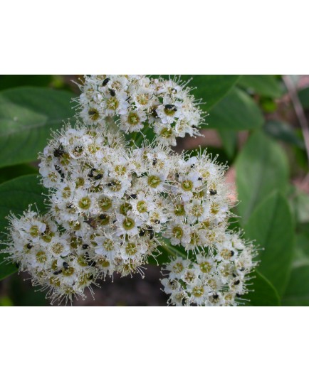 Spiraea virginiana