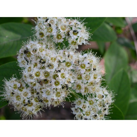 Spiraea virginiana