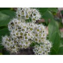 Spiraea virginiana