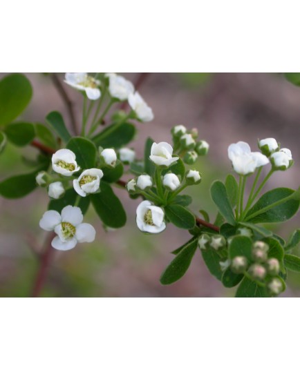 Spiraea sargentiana