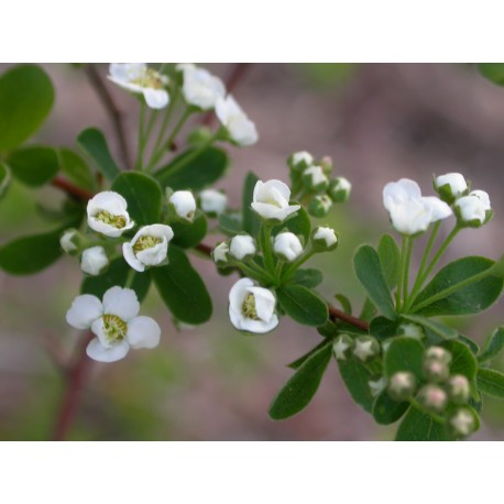 Spiraea sargentiana