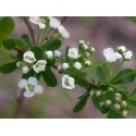 Spiraea sargentiana