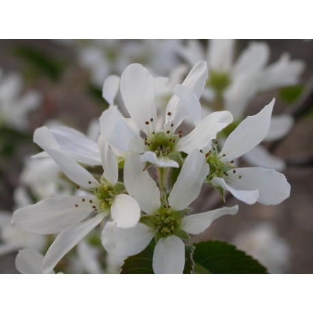 Amelanchier sanguinea