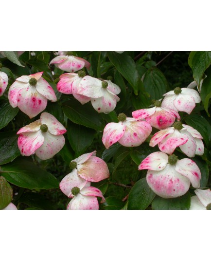 Cornus kousa var. Chinensis