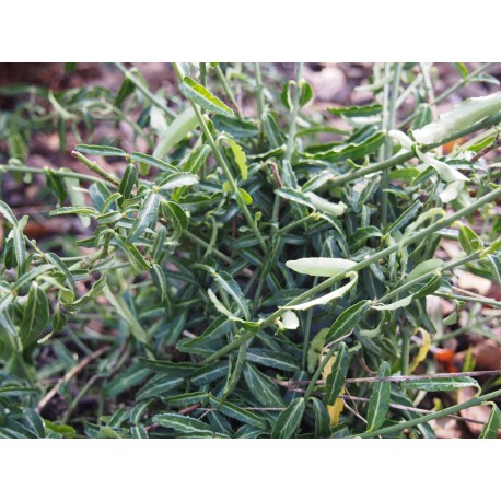 Euonymus fortunei Wolong Ghost