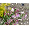 Cytisus scoparius 'Moyclare Pink' - genêt