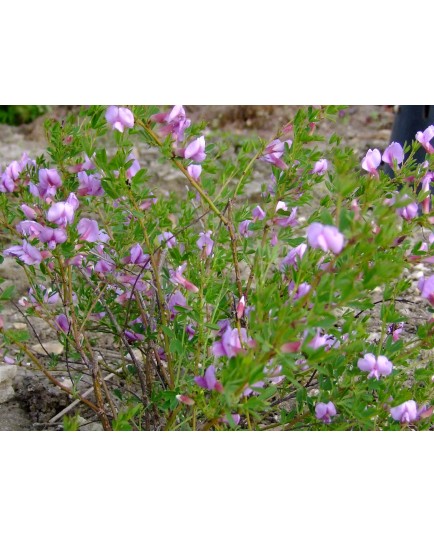 Cytisus purpureus