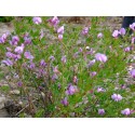 Cytisus purpureus