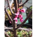 Cercis canadensis 'Forest Pansy'- Gainier du Canada