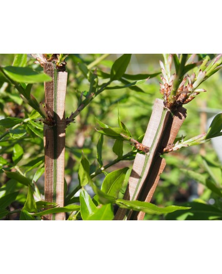 Euonymus alatus 'Blader Runner'