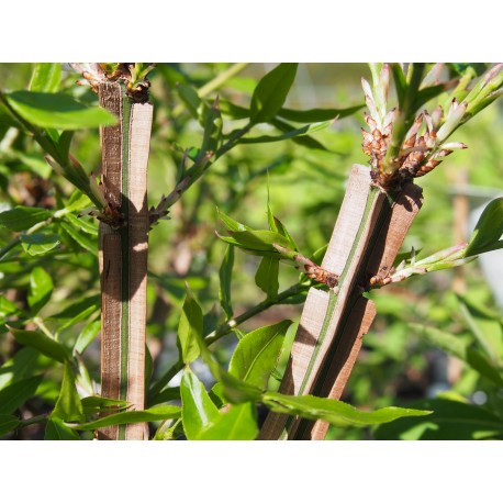 Euonymus alatus 'Blader Runner'