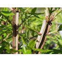 Euonymus alatus 'Blader Runner'