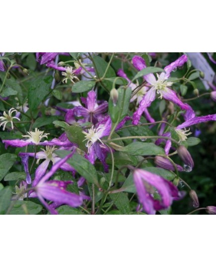 Clematis triternata x 'Rubro-marginata' - Clematite