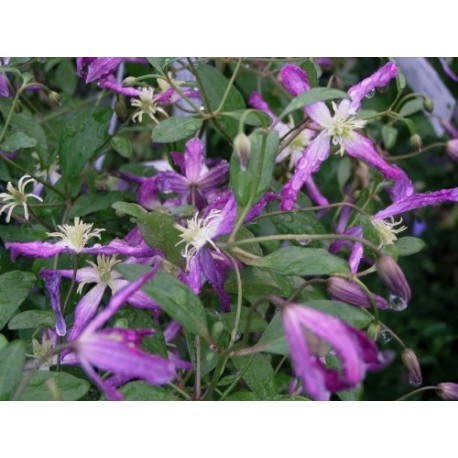 Clematis triternata x 'Rubro-marginata' - Clematite