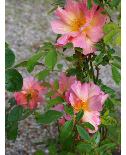 Rosa x odorata var.pseudindica – Rosaceae – Rosier Fortune's Double Yellow