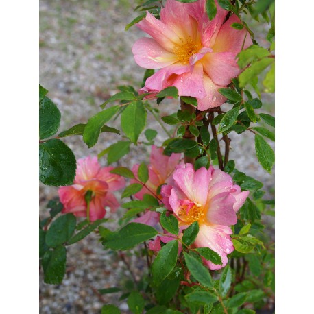 Rosa x odorata var.pseudindica – Rosaceae – Rosier Fortune's Double Yellow