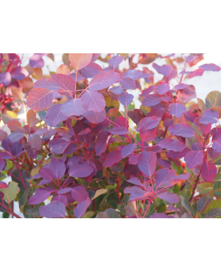 Cotinus coggygria 'Dusky Maiden'