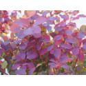 Cotinus coggygria 'Dusky Maiden'