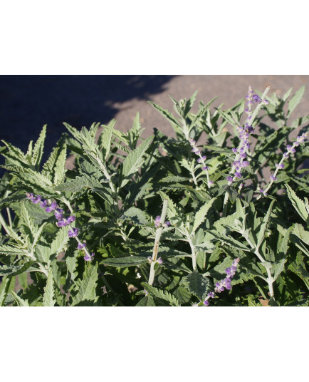 Perovskia atriplicifolia 'Silvery Blue'