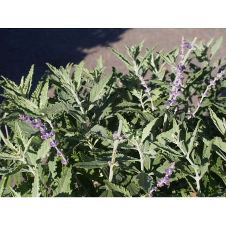 Perovskia atriplicifolia 'Silvery Blue'