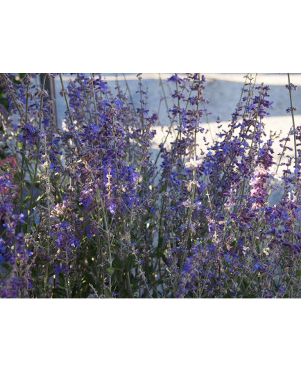 Perovskia atriplicifolia 'Little Spire'® -Spirée d'afghanistan