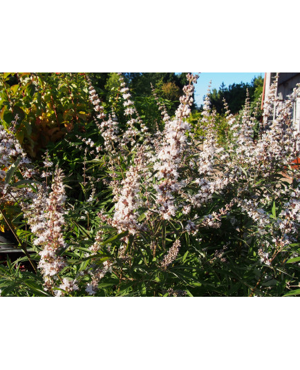 Vitex agnus-castus 'Alba' - gattiliers, poivres de moine,