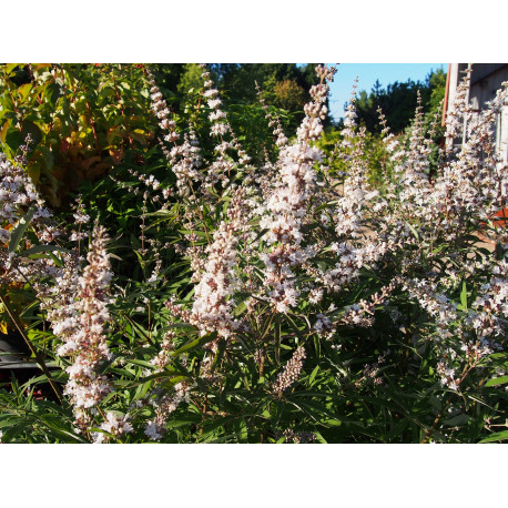 Vitex agnus-castus 'Alba' - gattiliers, poivres de moine,