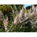 Vitex agnus-castus 'Alba' - gattiliers, poivres de moine,