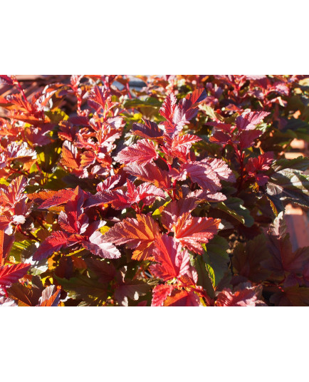 Physocarpus opulifolius 'Little Angel'