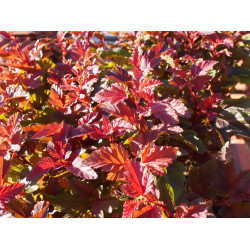 Physocarpus opulifolius 'Little Angel'