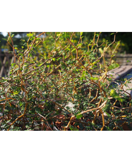 Sophora prostrata 'Little Baby'