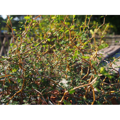 Sophora prostrata 'Little Baby'