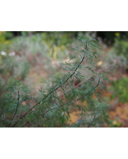 Artemisia abrotanum