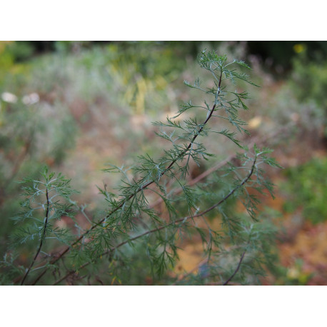 Artemisia abrotanum