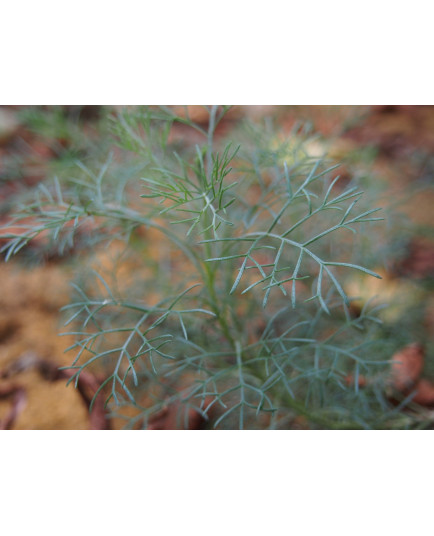 Artemisia alba