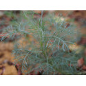 Artemisia alba