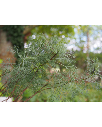Artemisia alba subsp. camphorata